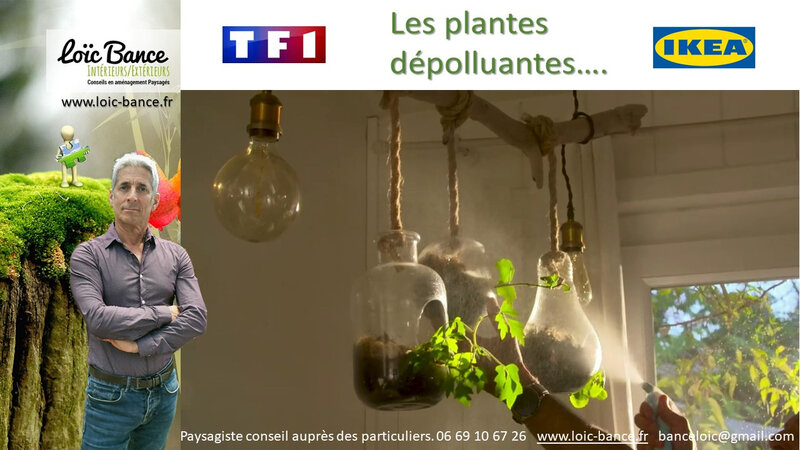 Paysagiste-Ahetze-TF1-Ikea-plantes-depolluantes