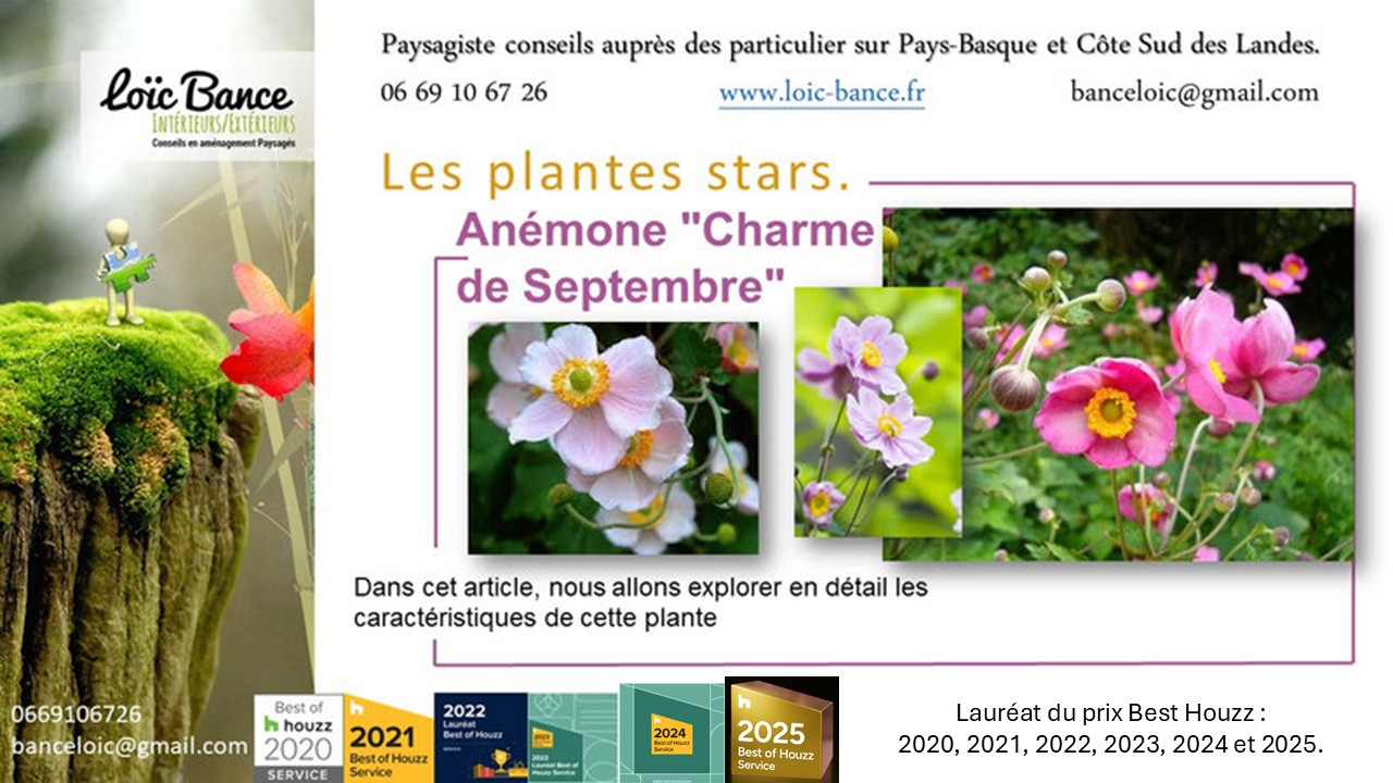 Plantes; Vivaces; Plantes star; Anémones; Anémone September Charm; Jardiniers; Radio; Jardins d'ici; Paysages; Aménagements paysagers; Landes; Paysagiste Landes; Pays Basque; Paysagiste Pays Basque; Concepteur de jardins; Ahetze; Paysagiste Ahetze; Anglet; Paysagiste Anglet; Arbonne; Paysagiste Arbonne; Arcangues; Paysagiste Arcangues; Bayonne; Paysagiste Bayonne; Biarritz; Paysagiste Biarritz; Capbreton; Paysagiste Capbreton; Guéthary; Paysagiste Guéthary; Hossegor; Paysagiste Hossegor; Saint Jean de Luz; Paysagiste Saint Jean de Luz; Seignosse; Paysagiste Seignosse; Tosse; Paysagiste Tosse; Dax; Paysagiste Dax; 