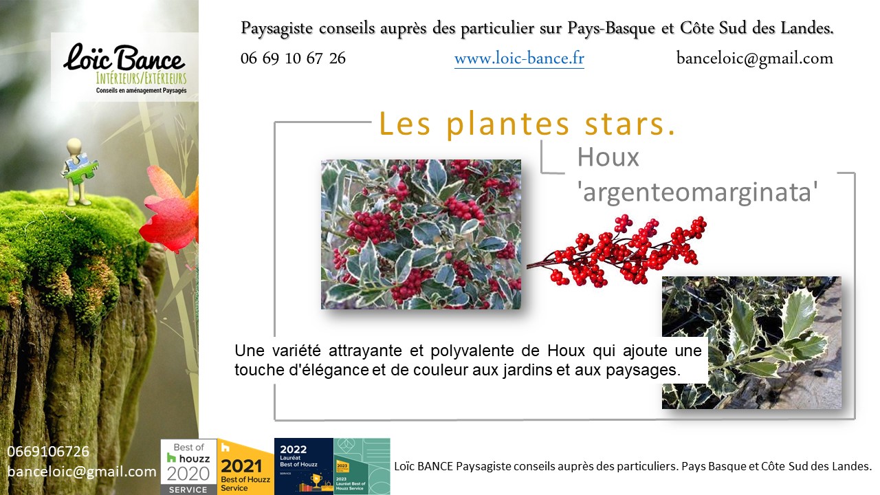 Il est célèbre pour ses feuilles brillantes et épineuses, ainsi que pour ses baies rouges vives.