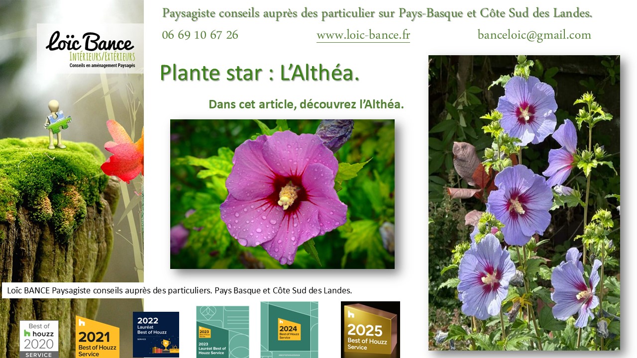 Fiche technique de l'Althéa Hibiscus Ahetze paysages