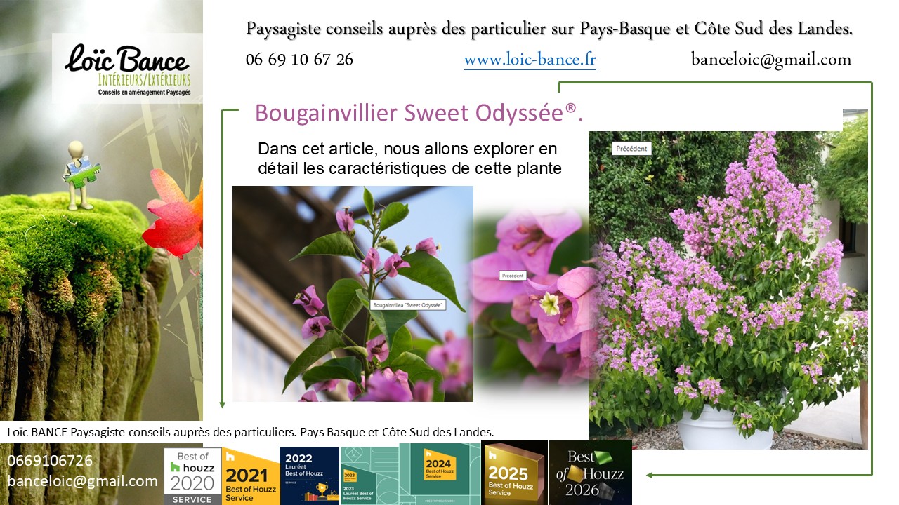 Ahetze paysages Bougainvillier Sweet Odyssée®
