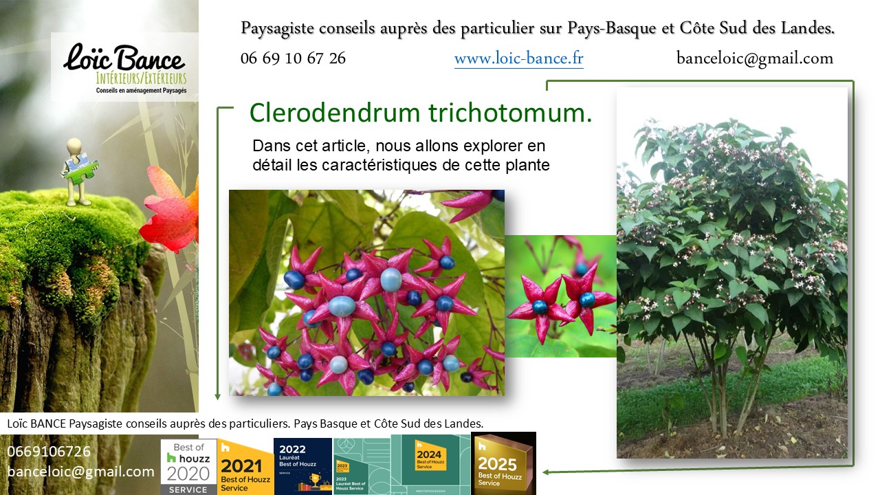 Ahetze paysages Clerodendrum trichotomum